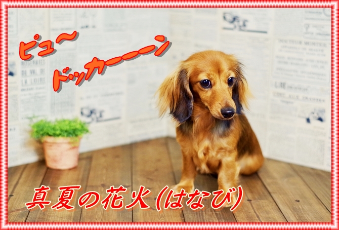 IMG_1017.JPEG - 249,414BYTES