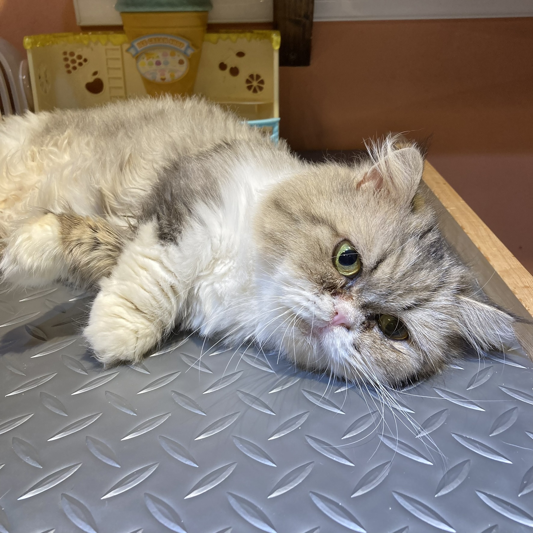 IMG_1224.JPEG - 754,491BYTES