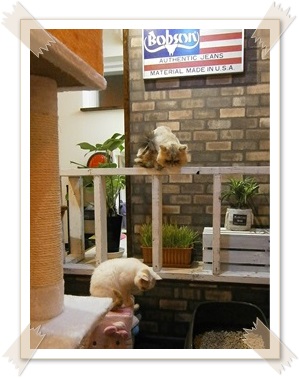 ROOM1.JPG - 57,222BYTES