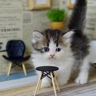 IMG_1540.JPEG - 113,557BYTES