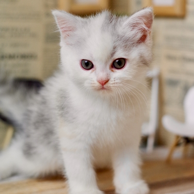 IMG_1568.JPEG - 94,530BYTES