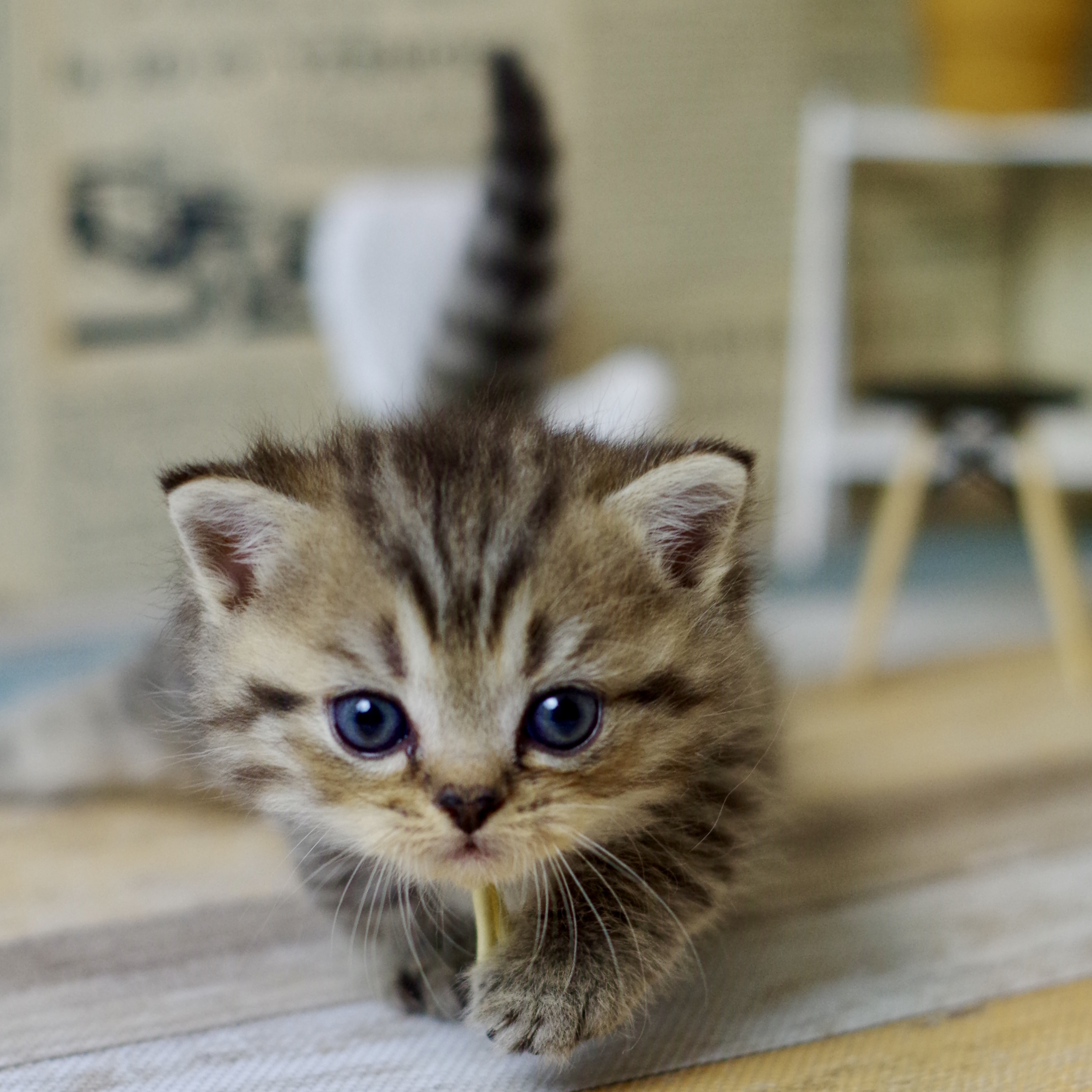 IMG_1635.JPEG - 1,559,820BYTES